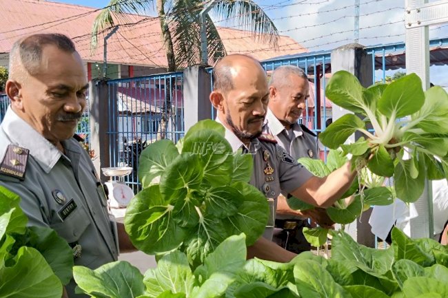 Warga Binaan Lapas Ambon Panen Sayur, Siap Mandiri Lewat Hidroponik