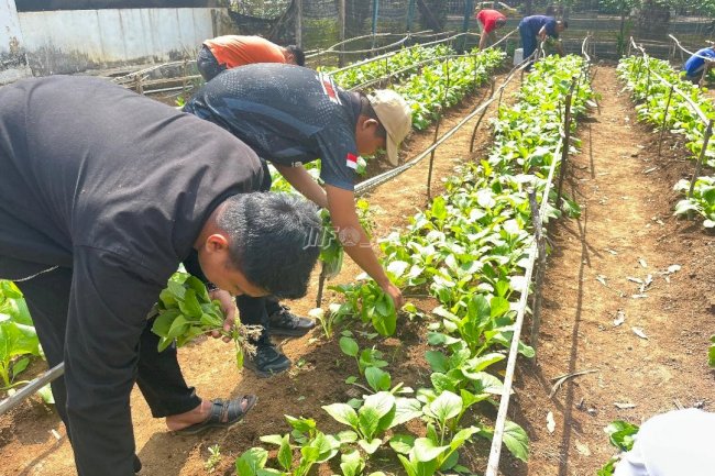 Panen Sawi, Lapas Muara Tebo Tunjukkan Hasil Pembinaan Kemandirian