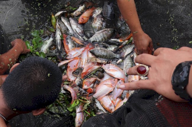 Dorong Kemandirian Warga Binaan, Lapas Jambi Optimalkan Pembesaran Ikan