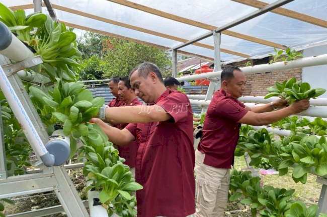 Lapas Muara Bulian Panen 60 Kg Pakcoy Hidroponik