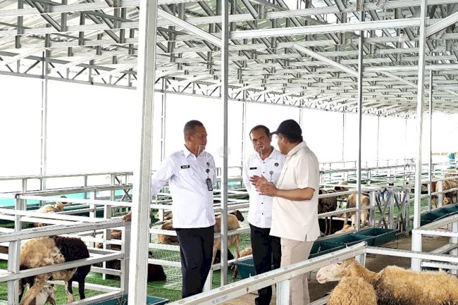 Kakanwil Tinjau Peternakan Domba Garut dan Perkebunan Terong Lapas Kembangkuning