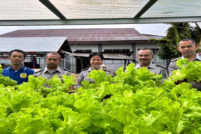 Lapas Ambon Panen 18 Kg Selada Hidroponik Hasil Program Kemandirian