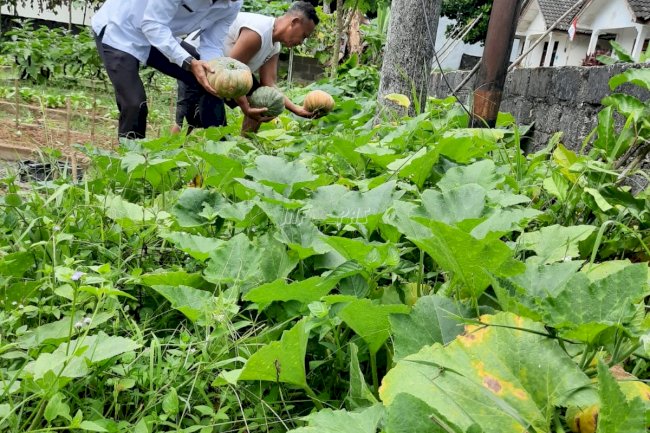  SAE Lapas Pangkalpinang Tambah Komoditas, Kali Ini Panen Puluhan Kg Labu