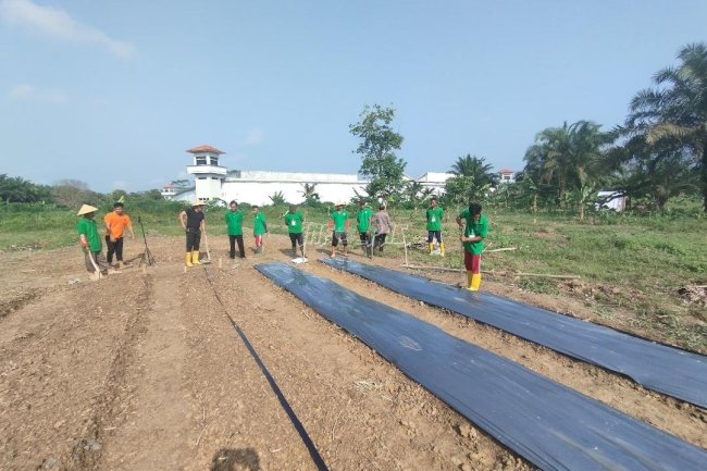 Kembangkan Jagung Hybrida, Warga Binaan LPN Muara Sabak Pasang Mulsa dan Drip