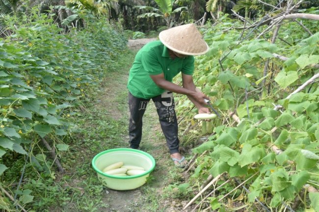 Lapas Narkotika Muara Sabak Panen Timun Hingga 50 Kg