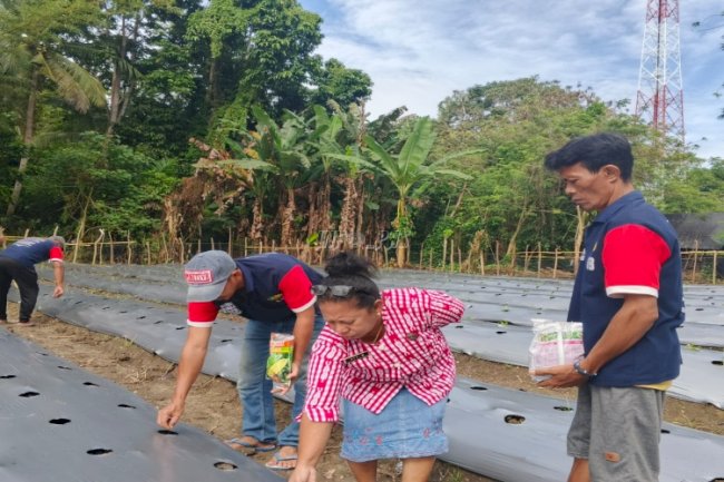 Tebar Harapan, Lapas Wahai Lakukan Penanaman Perdana 3.175 Bibit Jagung