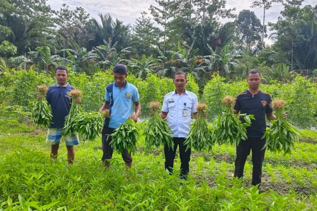 Lapas Piru Panen 50 Ikat Kangkung di Lahan SAE