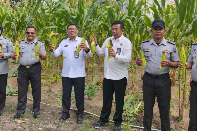 Panen 450 Kg Jagung Manis di Lapas Palu, Kanwil Ditjenpas Sulteng Dukung Swasembada Pangan