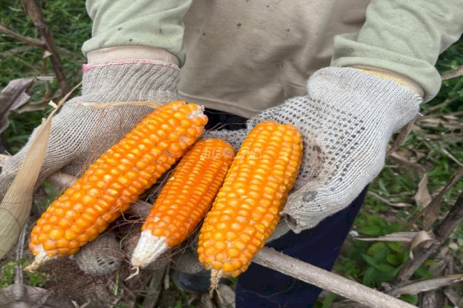 Panen 220 Kg Jagung Lapas Nirbaya, Petugas dan Warga Binaan Gembira Bersama