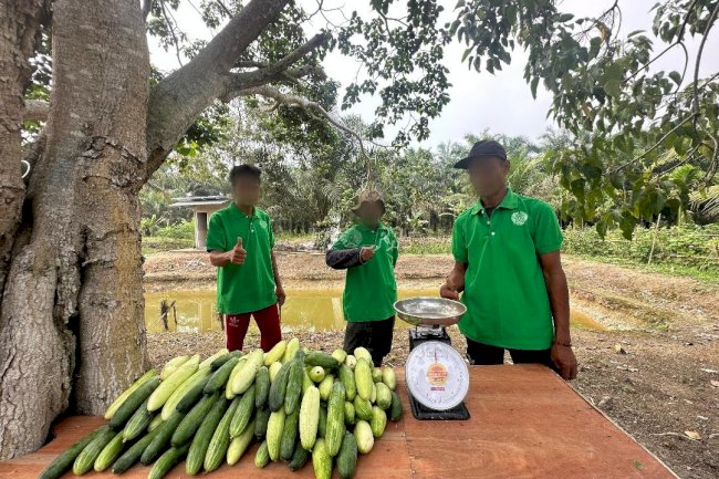 Pembinaan Pertanian Produktif, Lapas Narkotika Muara Sabak Panen Timun 25 Kg
