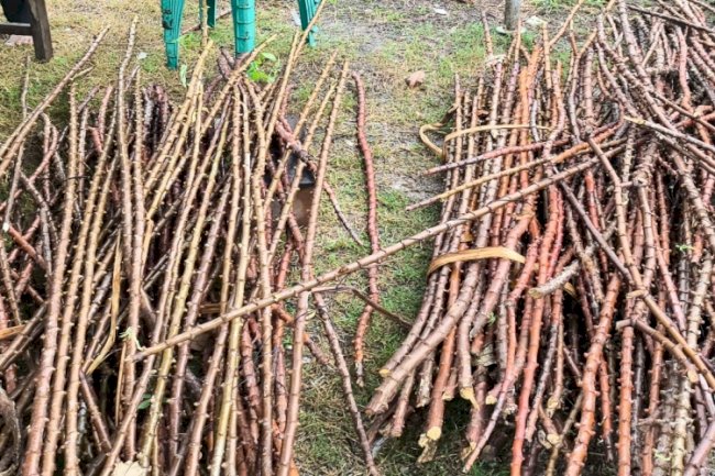 Perbanyak Bibit Singkong, Tim Integrited Farm Lapas Nirbaya Kunjungi Kecamatan Jeruklegi