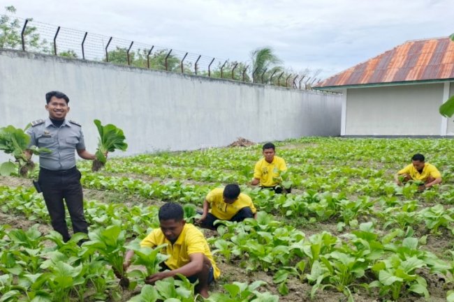 Tingkatkan Produktivitas Ketahanan Pangan, Lapas Namlea Hasilkan Panen Sawi Melimpah