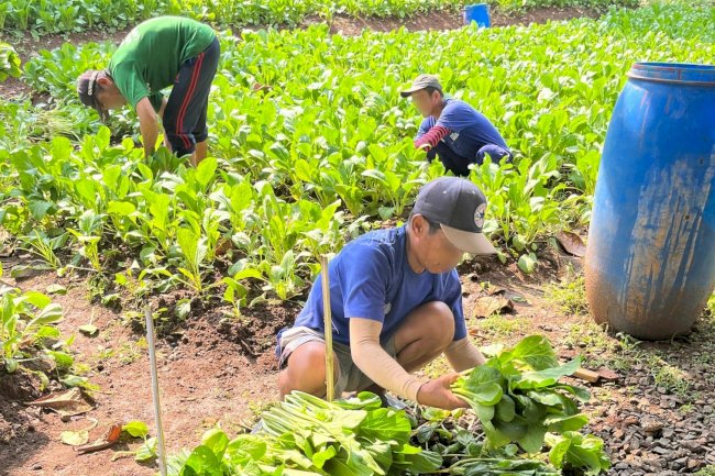 Panen Sawi di Lapas Batang, Warga Binaan Diberdayakan untuk Kemandirian