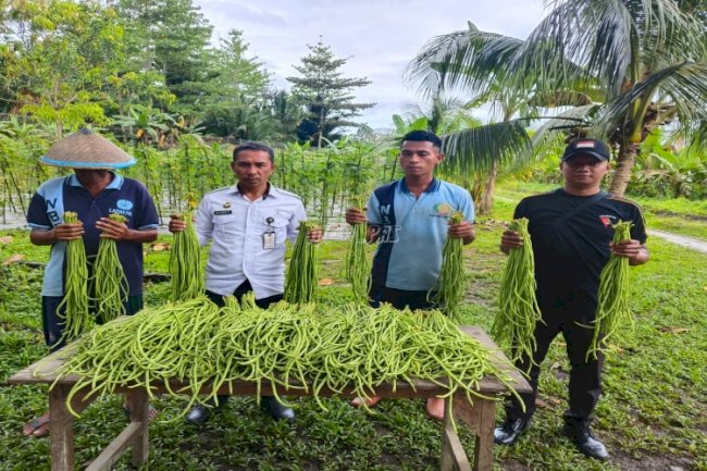 Warga Binaan Lapas Piru Sukses Panen 40 Kg Kacang Panjang