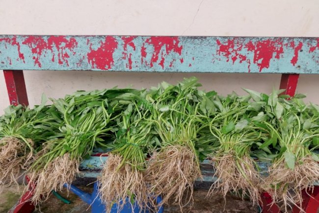 Dari Lahan Lapas Tual, Warga Binaan Panen 35 Kg Kangkung 