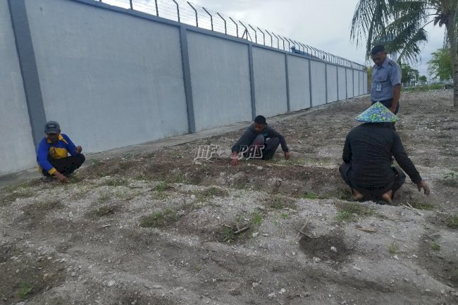 Kembangkan 1.000 Cabai Hibrida, Lapas Namlea Perluas Budidaya Pertanian