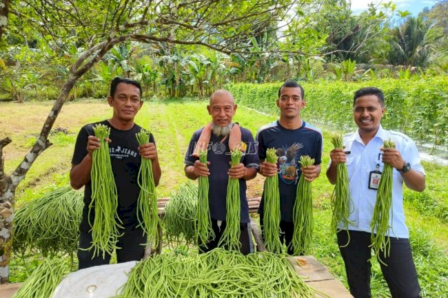 Lapas Piru Panen Kacang Panjang, Warga Binaan Dukung Ketahanan Pangan