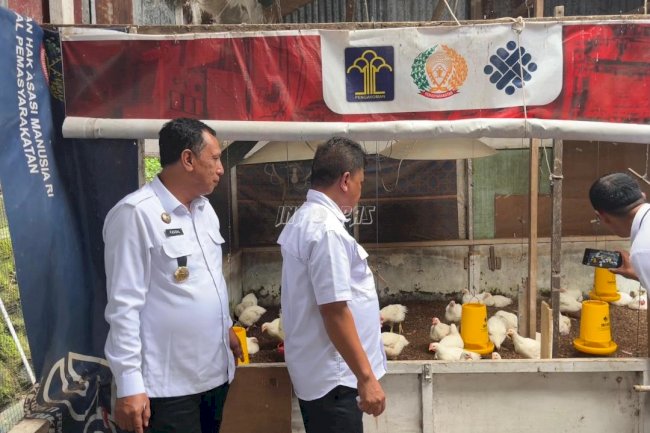 Sukses Kembangkan Peternakan, Kakanwil Malut Panen 100 Ekor Ayam di Lapas Ternate