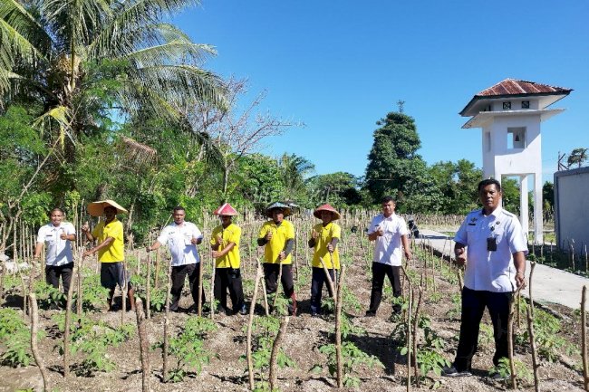 Eksplorasi Pertanian, Poktan Lapas Namlea Kembangkan Budidaya Tomat