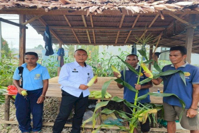 Lapas Piru Panen 10 Kg Jagung Berkualitas