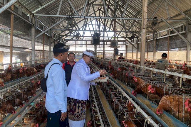 Tingkatkan Kemandirian Warga Binaan, Rutan Negara Panen 463 Telur Ayam Petelur