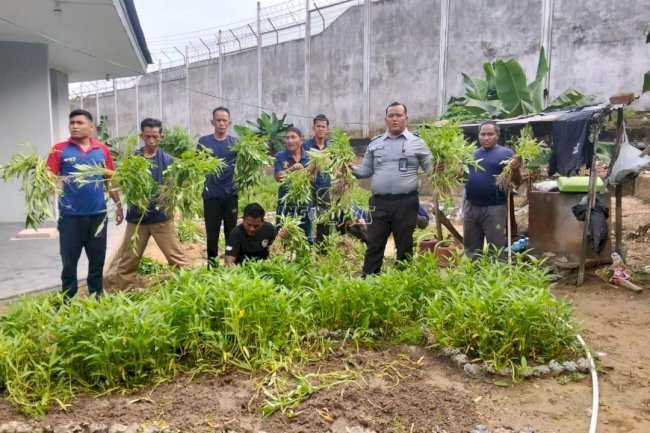 Lapas Jambi Panen 300 Ikat Kangkung, Pastikan Pembinaan Efektif dan Mandiri