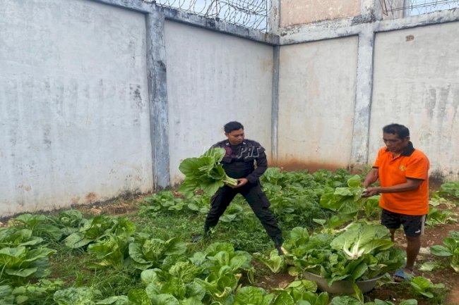 Ketahanan Pangan Terus Berlanjut, Lapas Saumlaki Kembali Panen Sayur Sawi