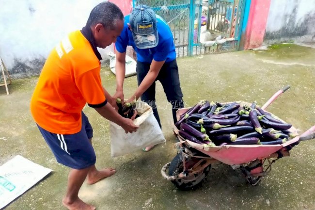 Warga Binaan Produktif, Lapas Kuala Tungkal Panen 80 Kg Terong