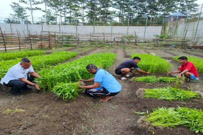 Panen Kedua Lapas Piru Hasilkan 30 Ikat Kangkung Berkualitas