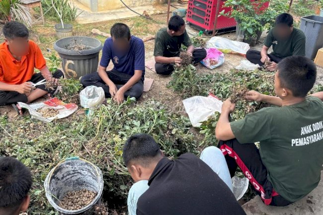Panen Kacang, LPKA Muara Bulian Tanamkan Kemandirian Anak Binaan
