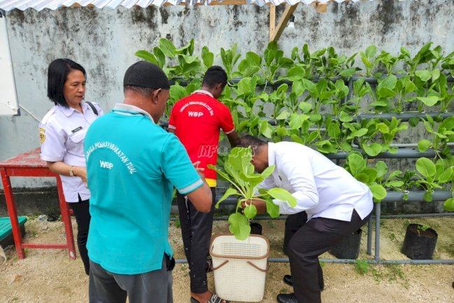 Kembangkan Budidaya Hidroponik, Lapas Tual Panen Sayuran Segar