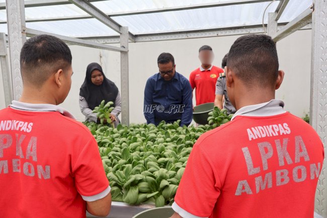 LPKA Ambon Panen Pakcoy, Pembinaan Produktif Dukung Ketahanan Pangan