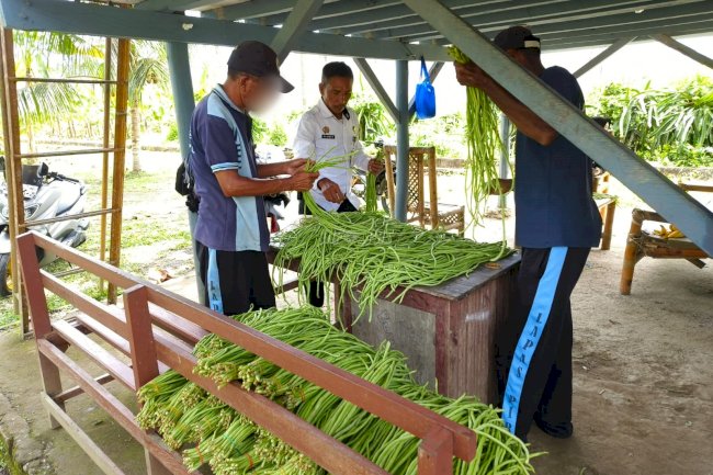 Lapas Piru Panen 60 Ikat Kacang Panjang, Dukung Kemandirian dan Ketahanan Pangan