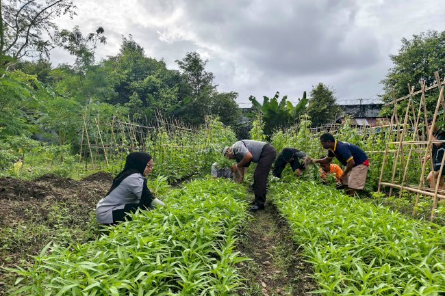 Lapas Bandanaira Panen Kangkung, Wujudkan Dukungan terhadap Ketahanan Pangan
