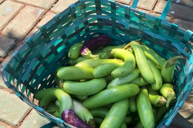 Lapas Batang Panen Terong, Dukung Pembinaan Kemandirian dan Ketahanan Pangan