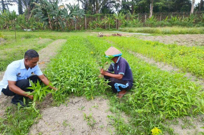 Pembinaan Berkelanjutan, Lapas Piru Panen 30 Ikat Kangkung Segar