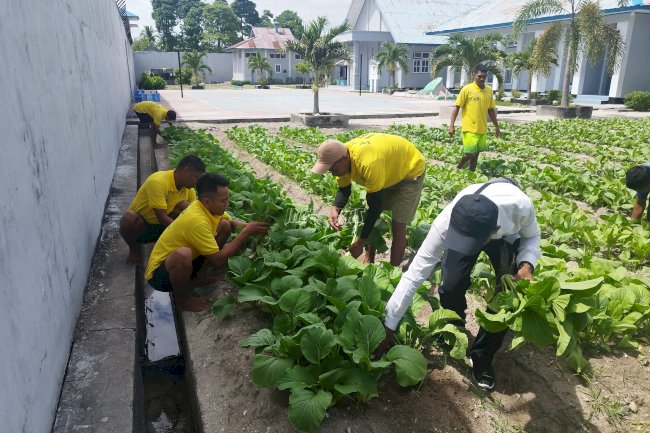 Budidaya Sukses, Lapas Namlea Panen 71 Kg Buncis dan 100 Ikat Sawi