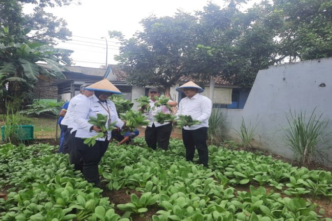 Berdayakan Warga Binaan Dukung Ketahanan Pangan, Rutan Banyumas Panen Pakcoy