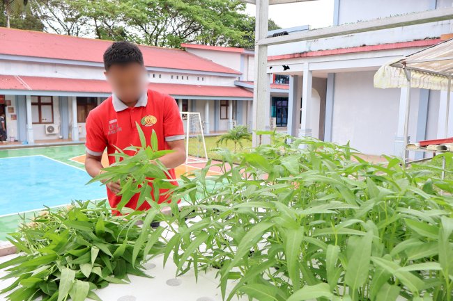 Panen Kangkung Hidroponik, Anak Binaan LPKA Ambon Produktif