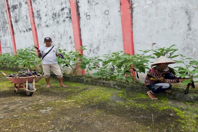 Bukti Konsistensi Dukung Ketahanan Pangan, Lapas Kuala Tungkal Panen 40 Kg Terong