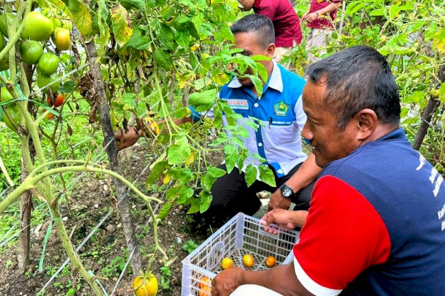 Panen Tomat Dukung Ketahanan Pangan, Lapas Wahai Diapresiasi KUA