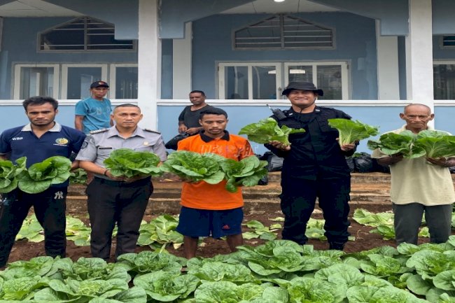 Sukses Dukung Ketahanan Pangan, Lapas Saumlaki Panen 300 Ikat Sawi Segar