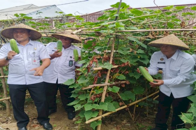 Dukung 13 Program Akselerasi, Lapas Ternate Panen 150 Kg Timun 