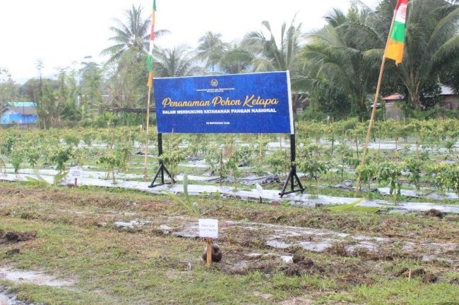 Serentak, Pemasyarakatan Seluruh Indonesia Tanam 360 Ribu Bibit Pohon Kelapa