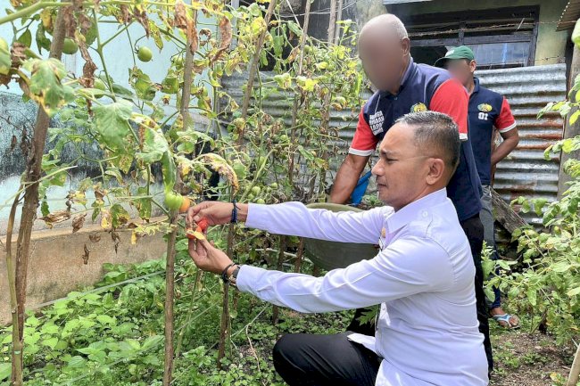 Berkah Melimpah, Warga Binaan Lapas Wahai Panen Tomat dan Cabe Setiap Pekan