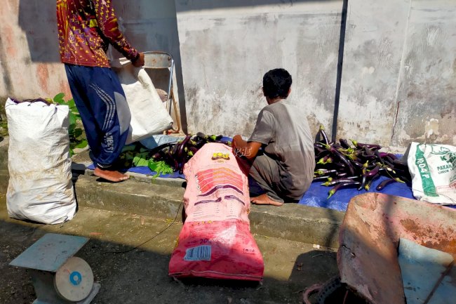 Buah Konsistensi, Lapas Kuala Tungkal Panen 60 Kg Terong di Lahan Sempit