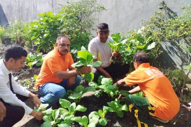 Lapas Wonreli Panen Sawi, Wujudkan Kemandirian dan Swasembada Pangan