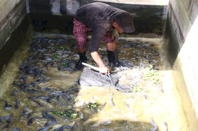 Warga Binaan Lapas Madiun Kembali Panen Ribuan Ikan Lele