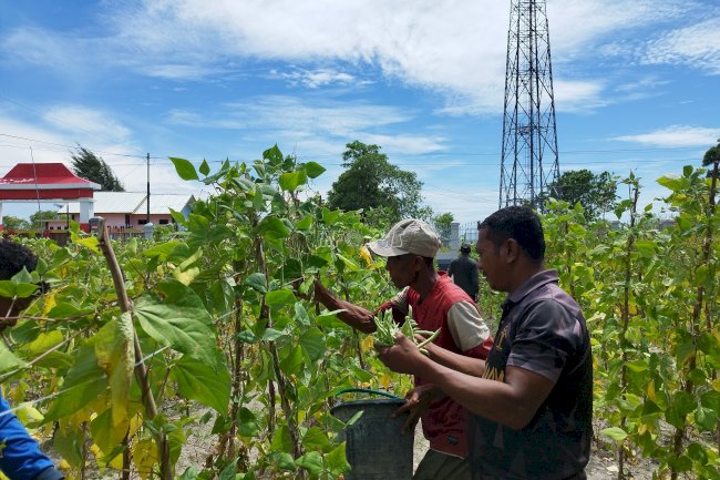 Lapas Namlea Akhiri Pekan dengan Panen 100 Kg Buncis dan 50 Ikat Sawi