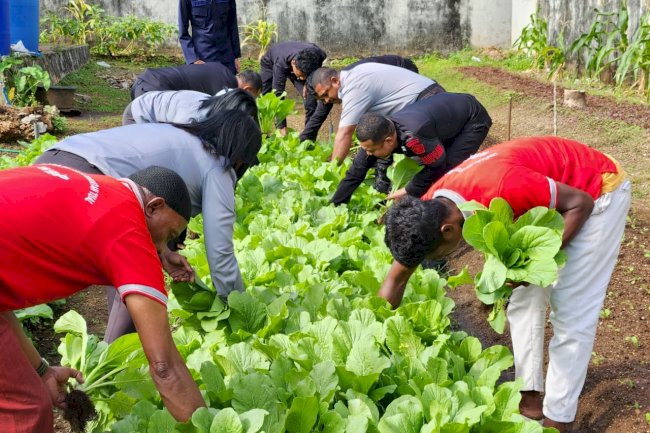 Petugas dan Warga Binaan Lapas Tual Sukses Panen 19 Kg Sawi Segar